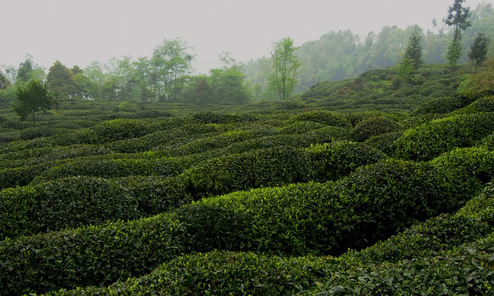 蒙顶 mengdingshan tea plantation